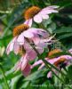 Echinacea Herb P.E.